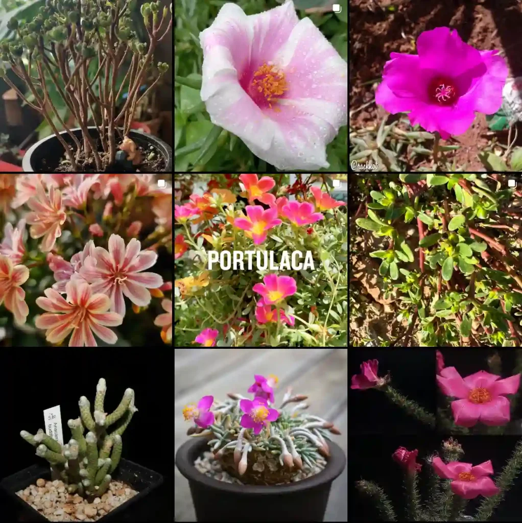 Portulacaceae