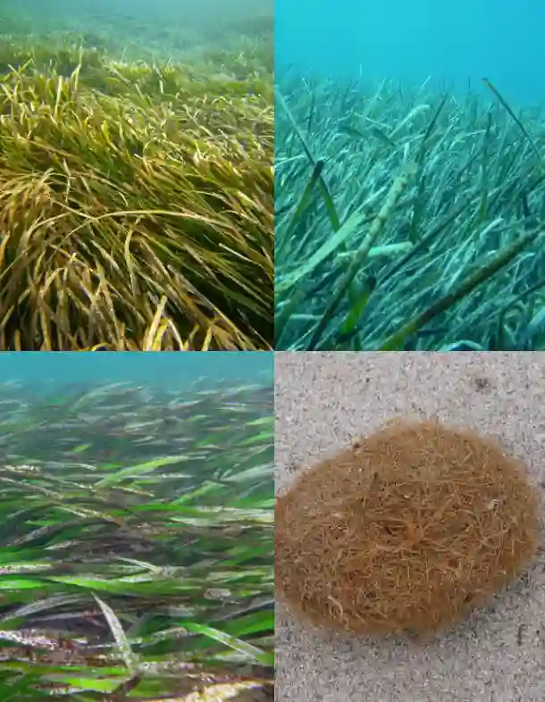 Posidonia