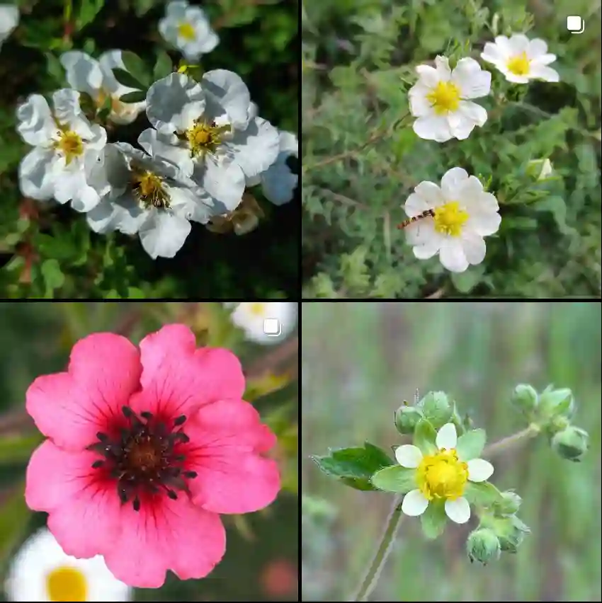 Potentilla