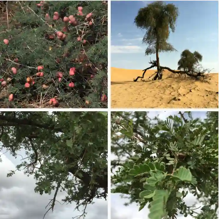 3 Species in Genus Prosopis