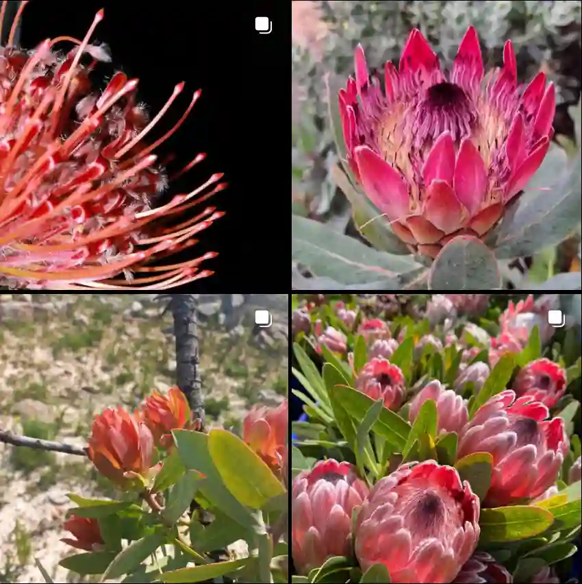 Protea