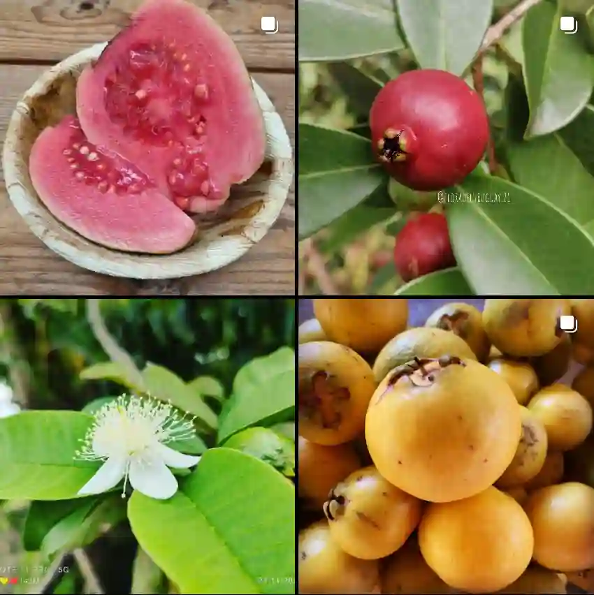 Psidium