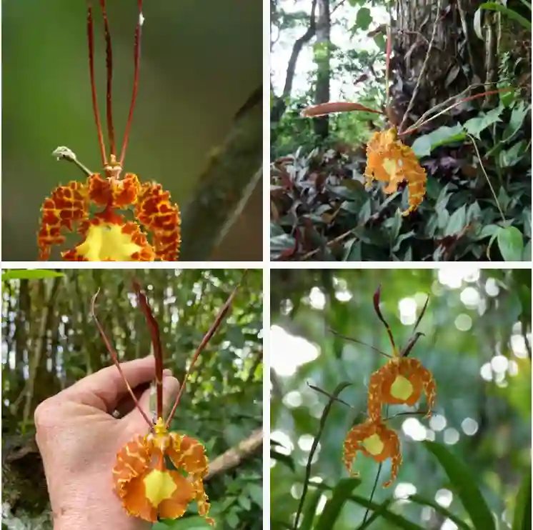 Psychopsis