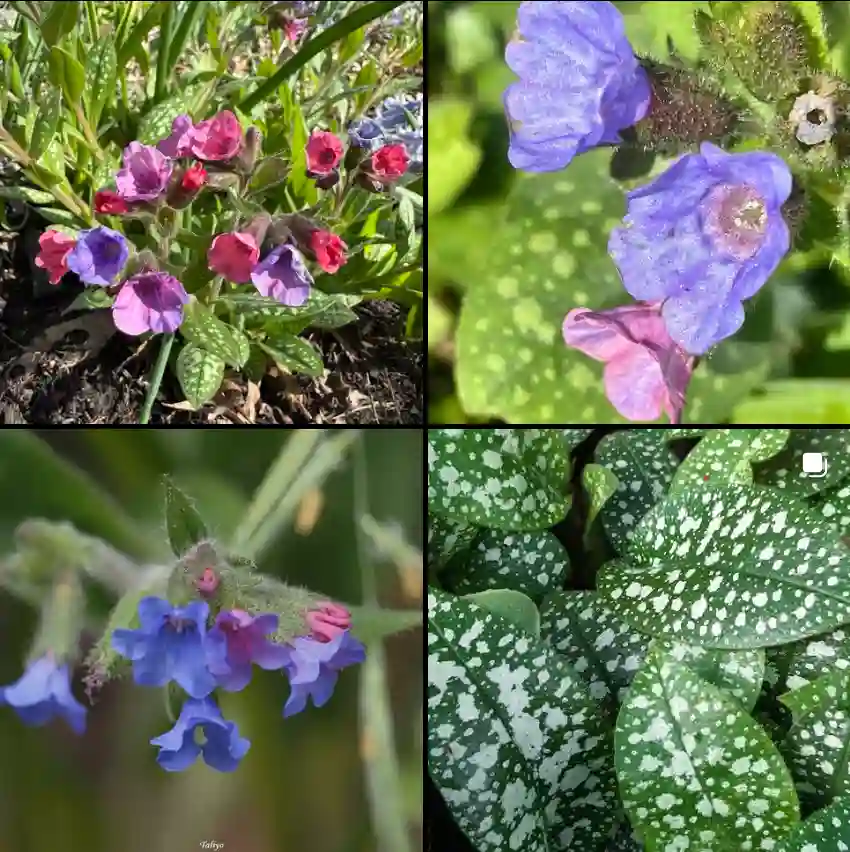 Pulmonaria