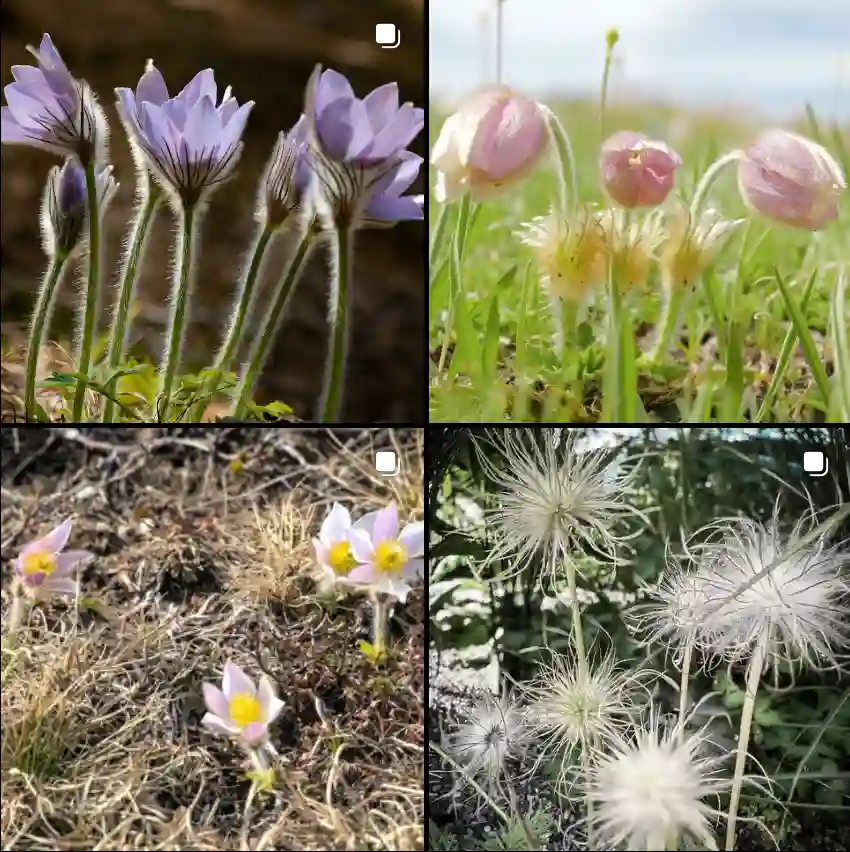 Pulsatilla