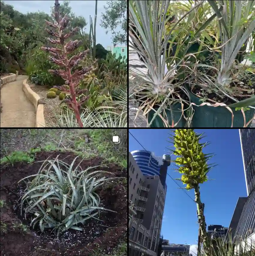 Puya