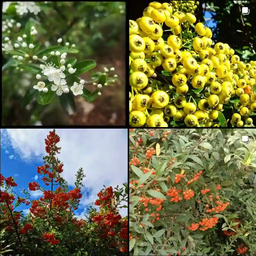 Pyracantha