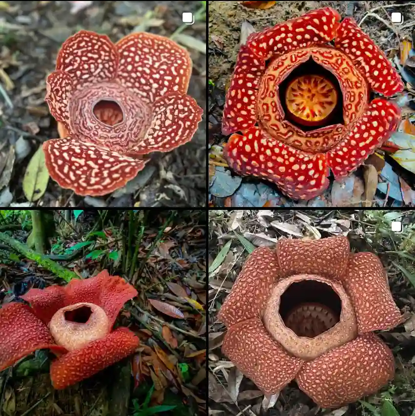 42 Species of Genus Rafflesia