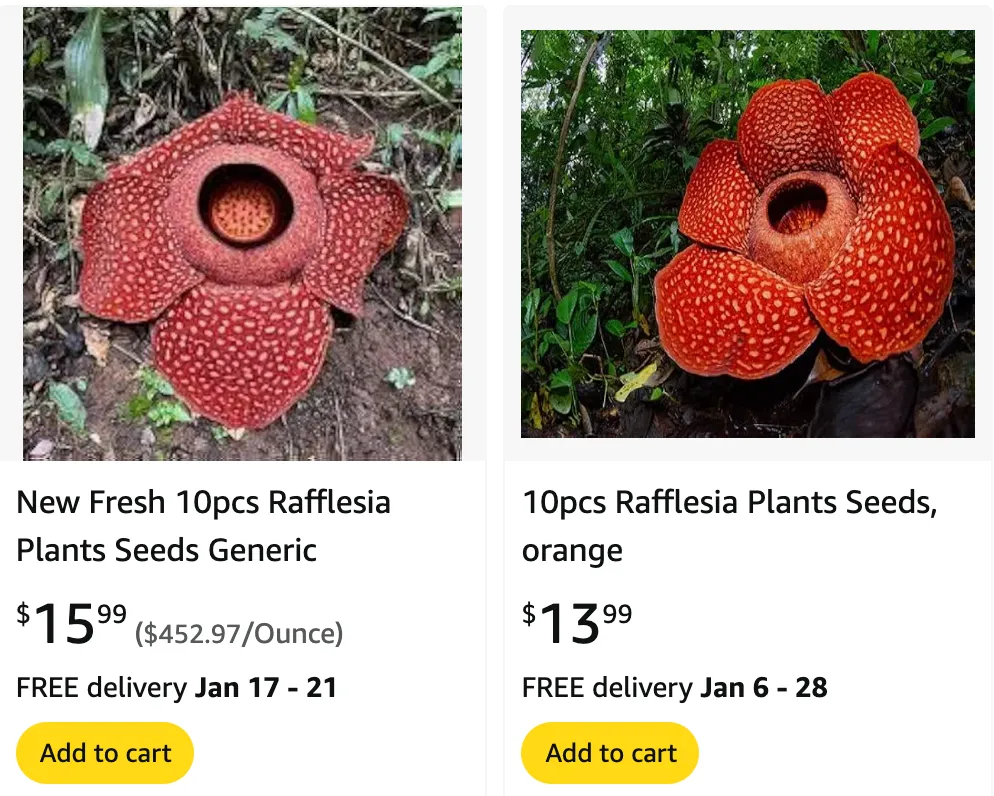 Rafflesia | Monsteraholic