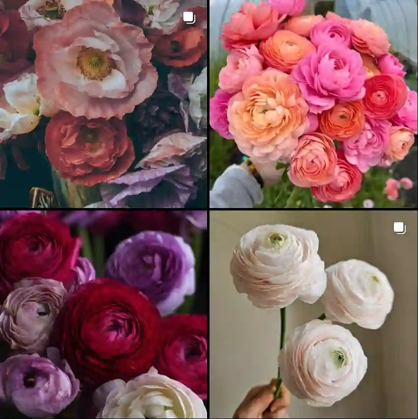 Ranunculus