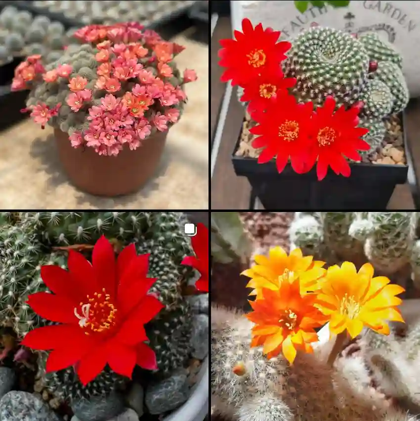 Rebutia