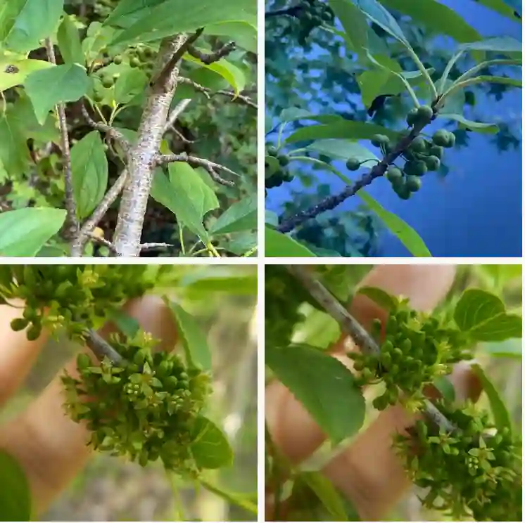 Rhamnus