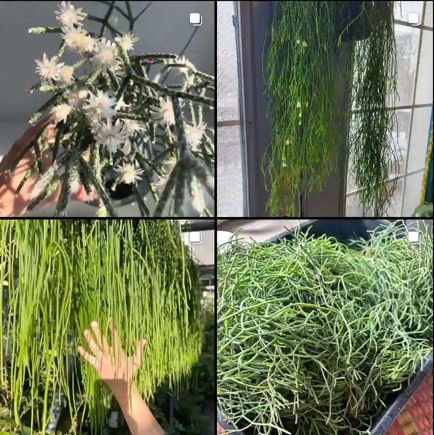 Rhipsalis