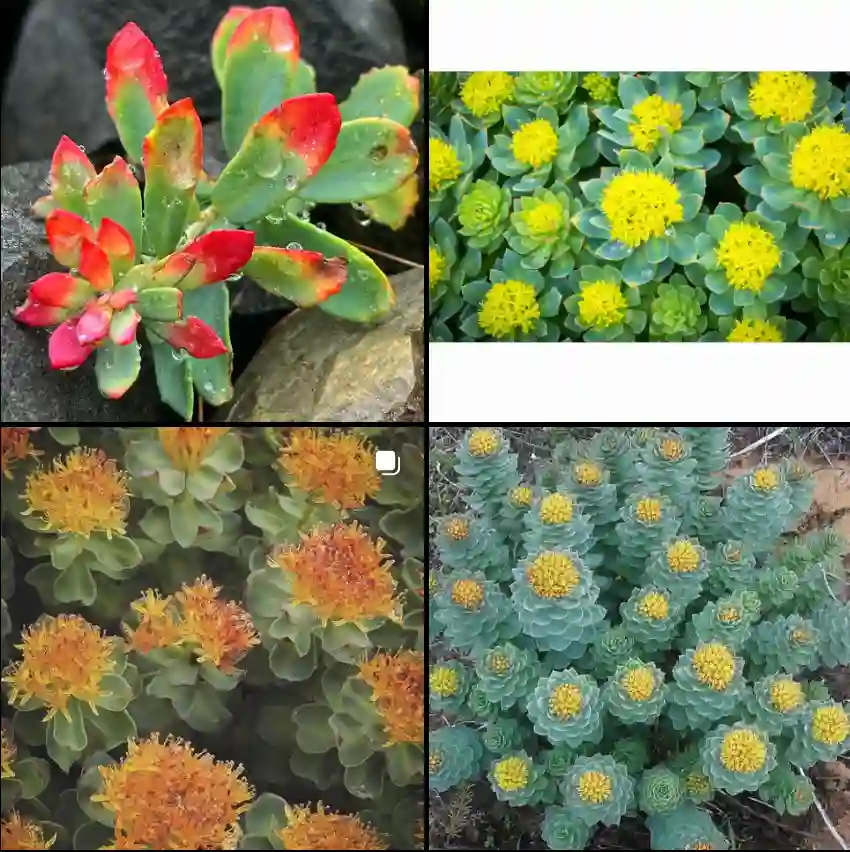 Rhodiola