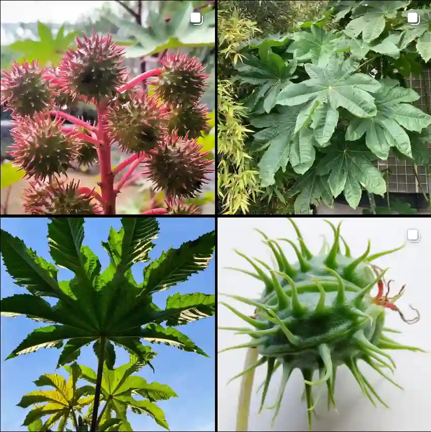 Ricinus