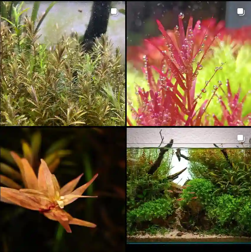 Rotala