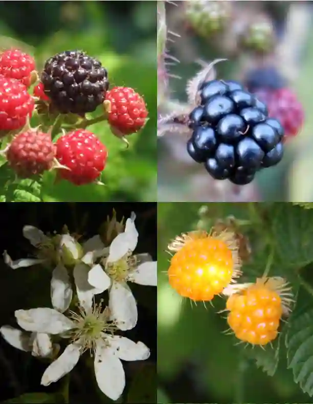 Rubus