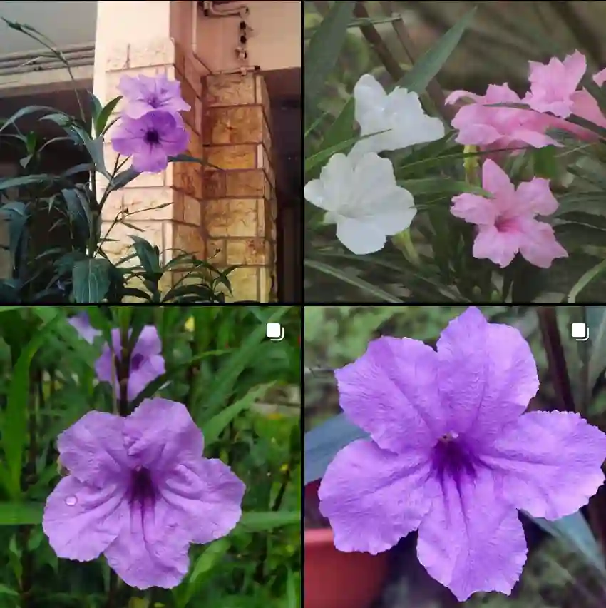 Ruellia