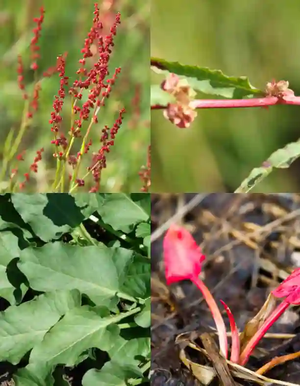 Rumex