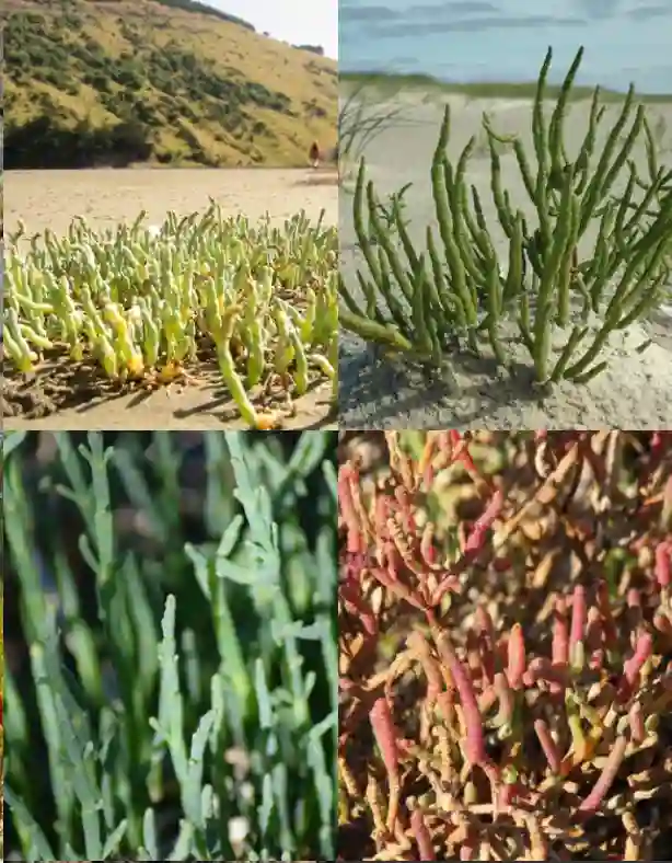 Salicornia