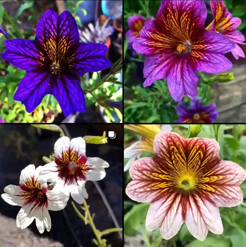 Salpiglossis