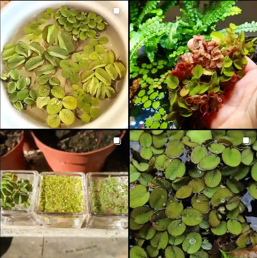 Salvinia