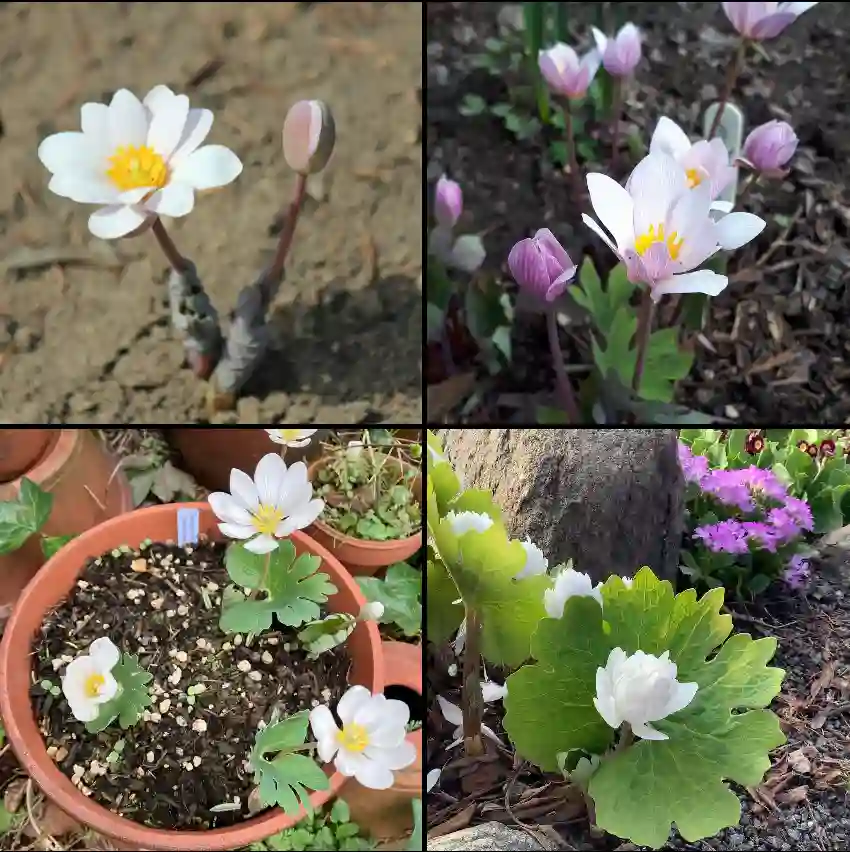 Sanguinaria