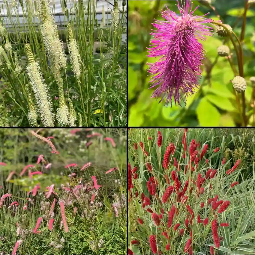 Sanguisorba