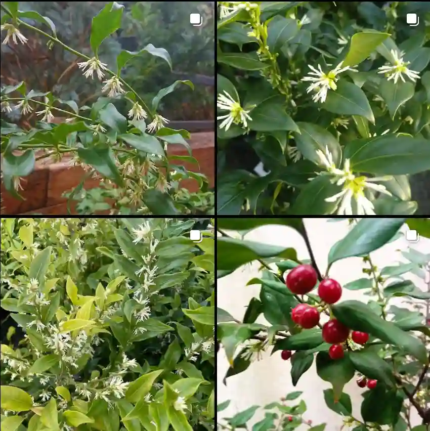 Sarcococca