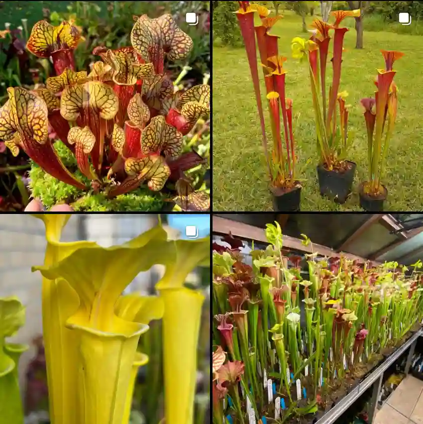 Sarracenia