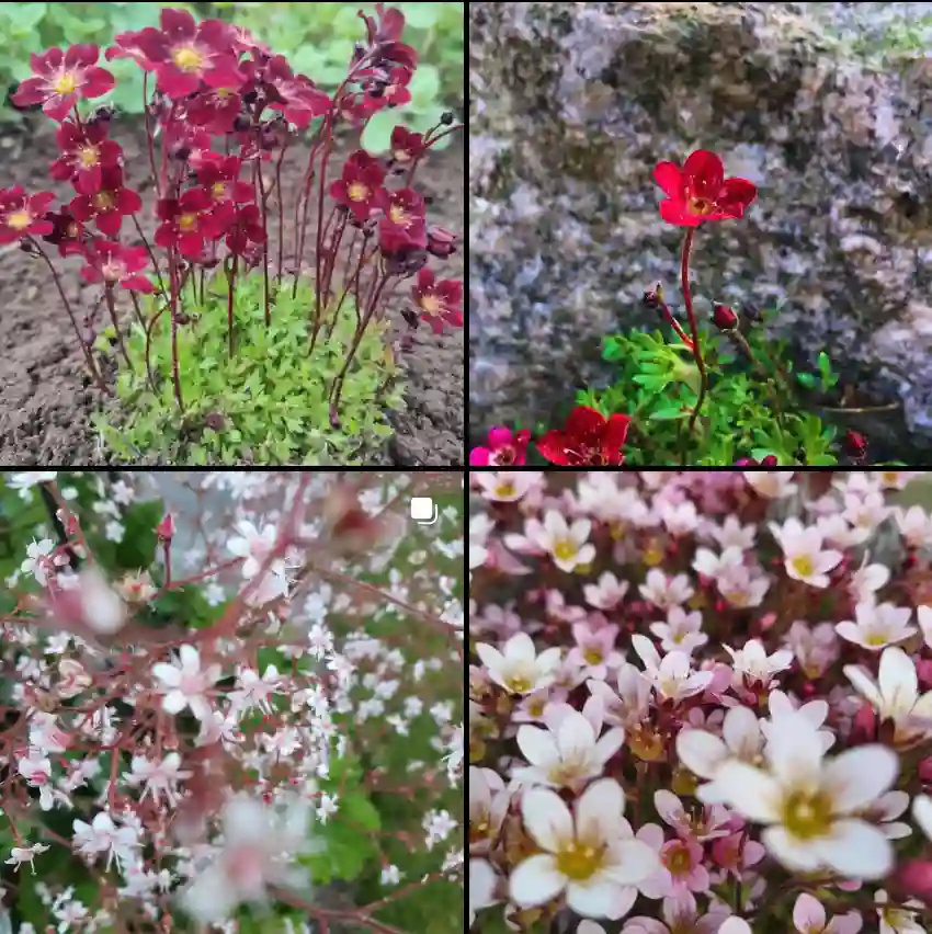 Saxifraga