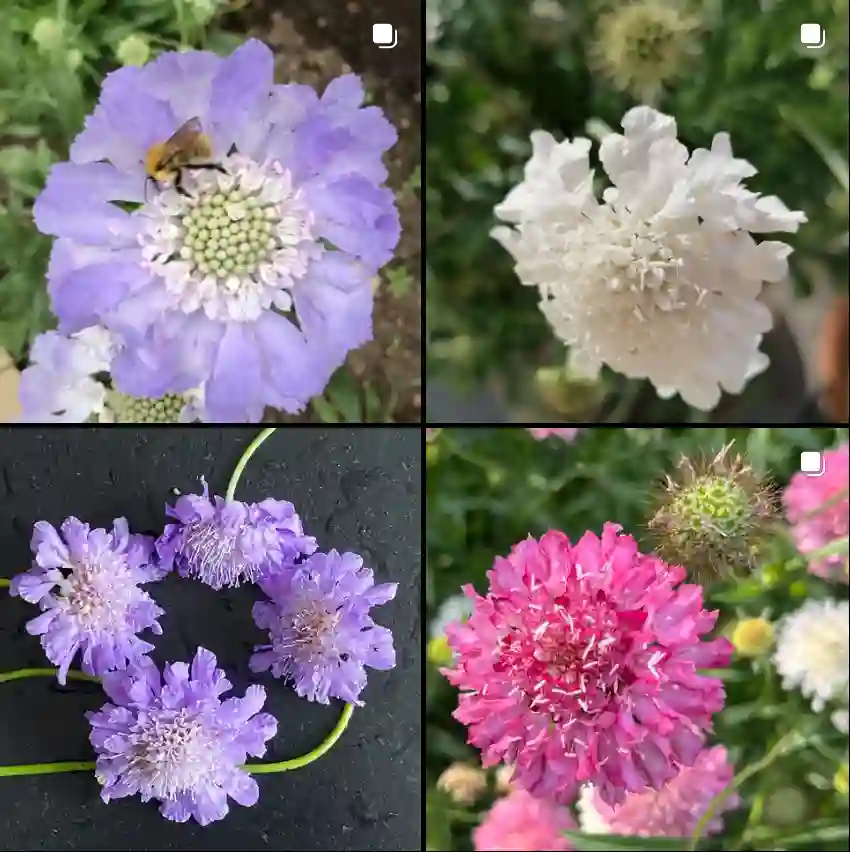 Scabiosa