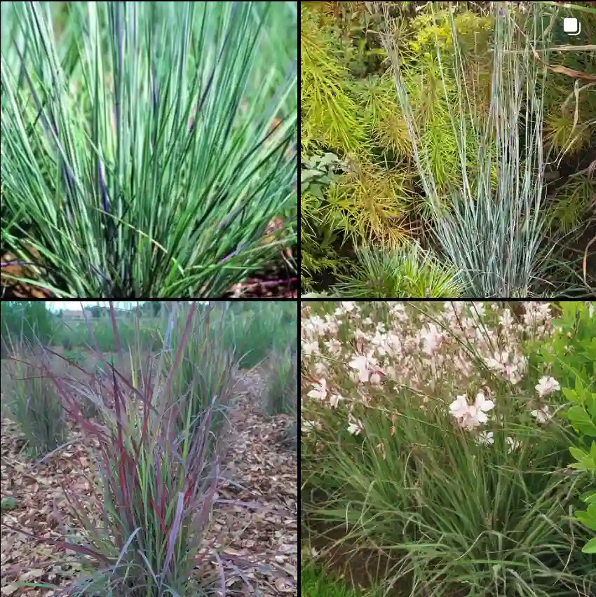 Schizachyrium