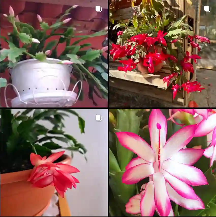 Schlumbergera