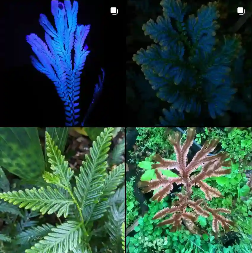 Selaginella