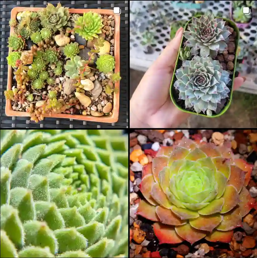 Sempervivum