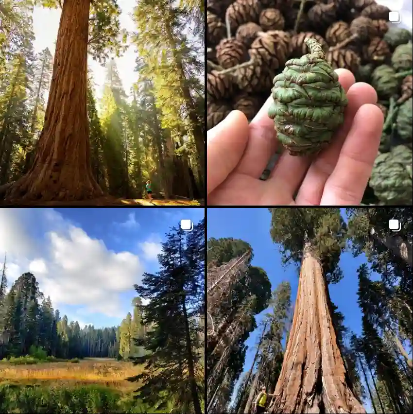 Sequoia