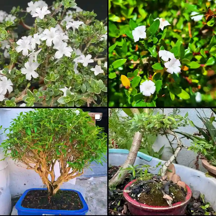 Serissa