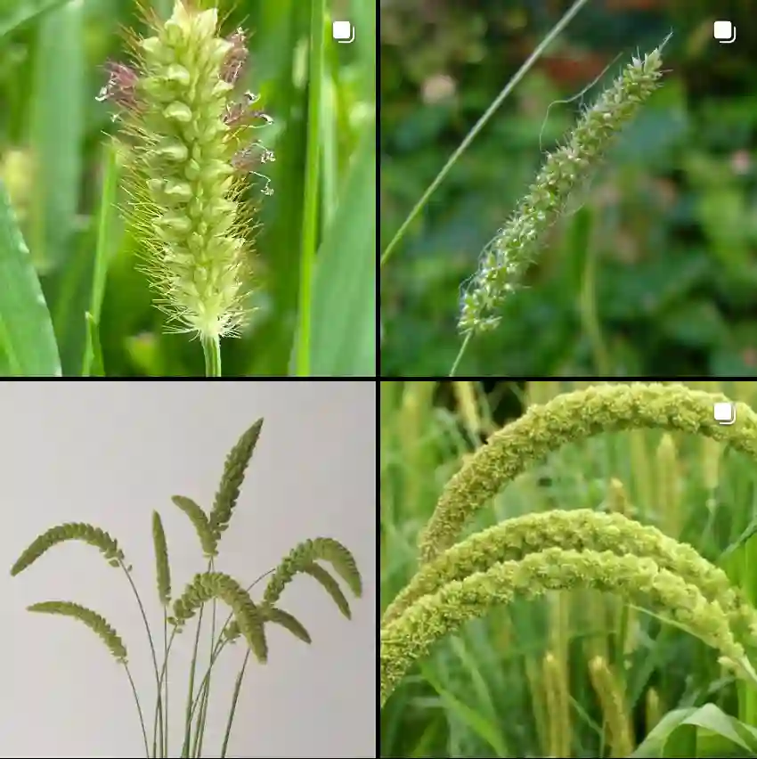 Setaria