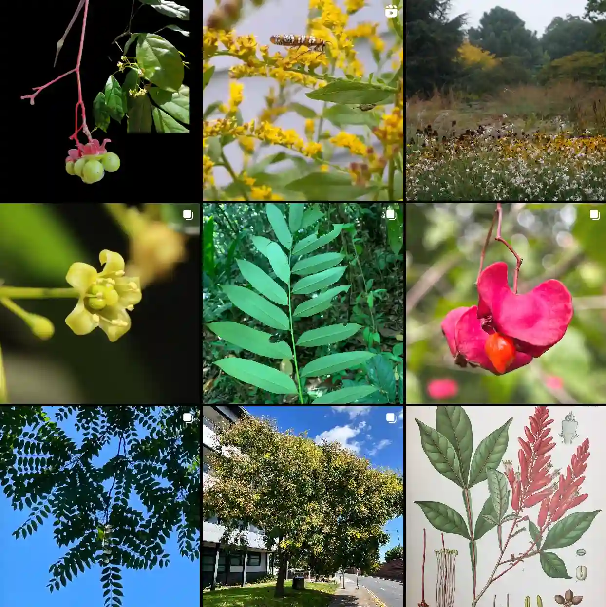 Plant Family: 20 Genera in Simaroubaceae