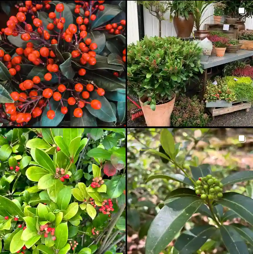 Skimmia