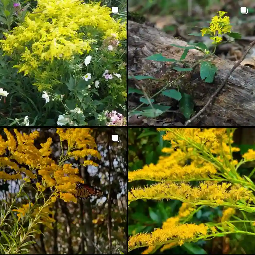 Solidago