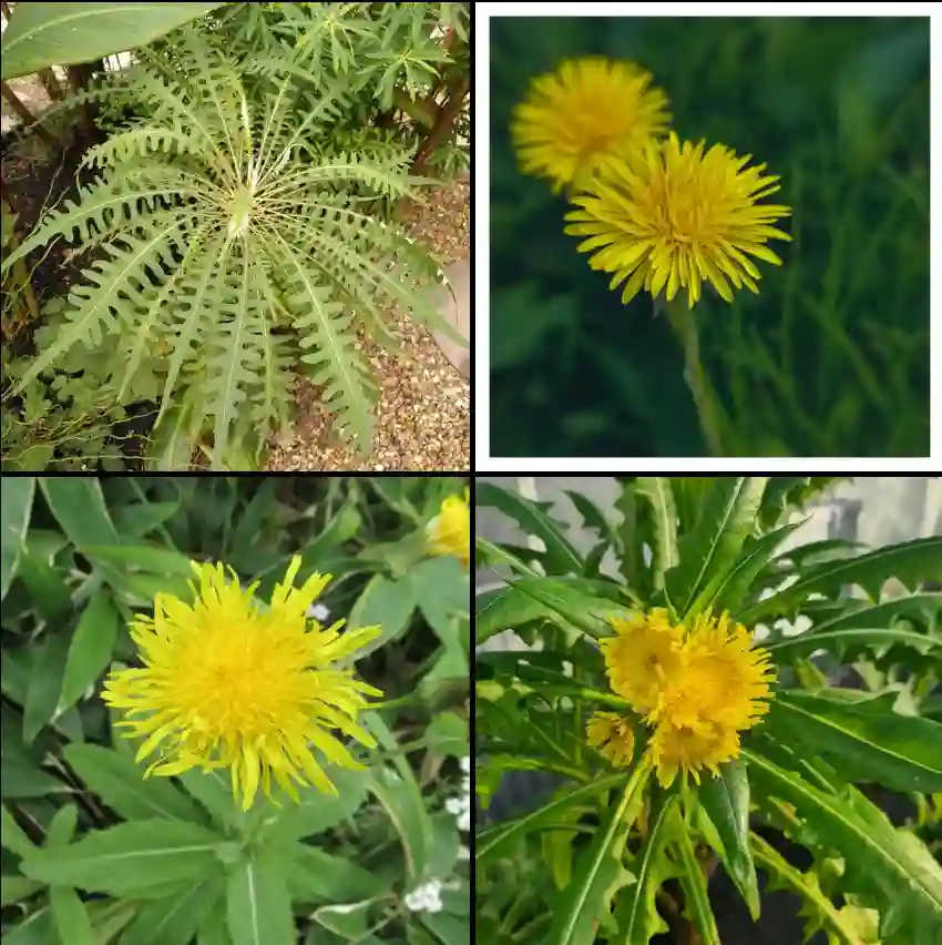 Sonchus