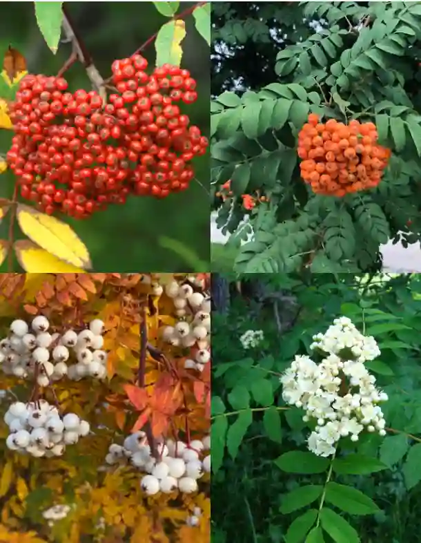 Sorbus