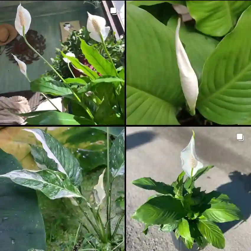 Spathiphyllum