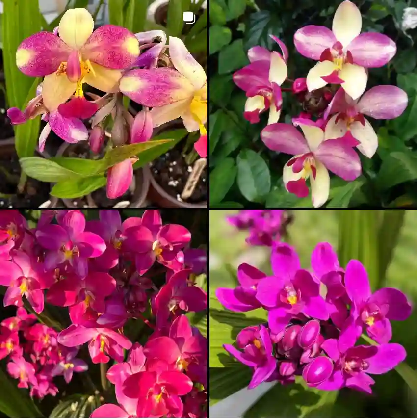 Spathoglottis