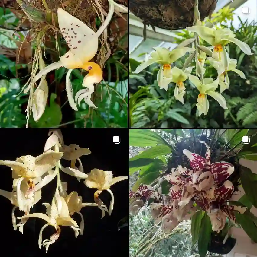 Stanhopea