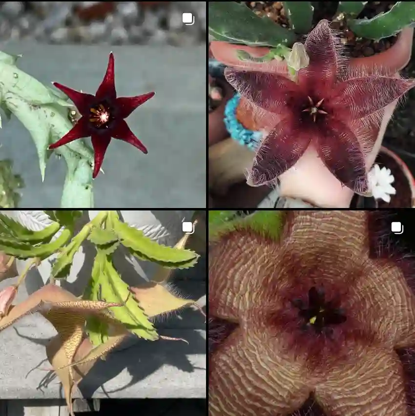 Stapelia