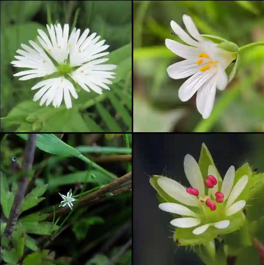 Stellaria