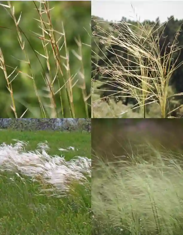 Stipa